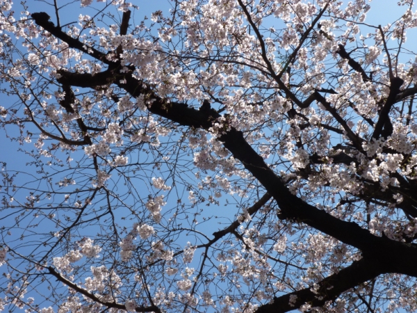 入学式の桜の花♪