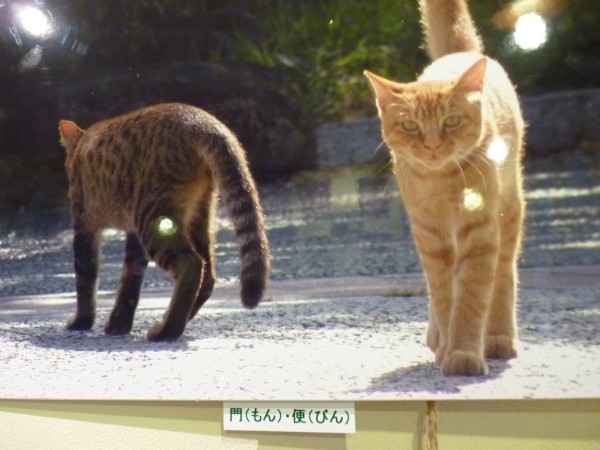 梅猫写真展vol.2 お名前は門(もん)ちゃんと便(びん)ちゃん