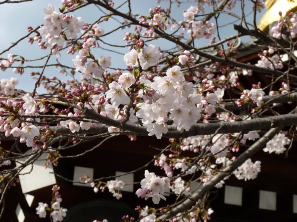 大阪、一心寺の桜