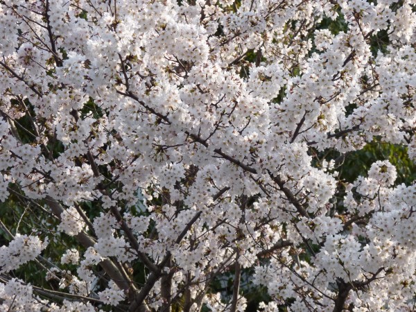 日仏学館の桜
