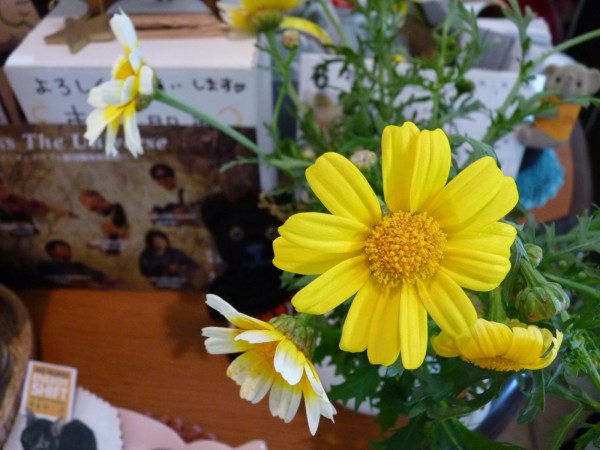 菊の花のプレゼントが入ってた永谷さんの野菜便