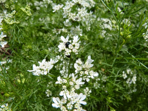 コリアンダーの可憐な白い花