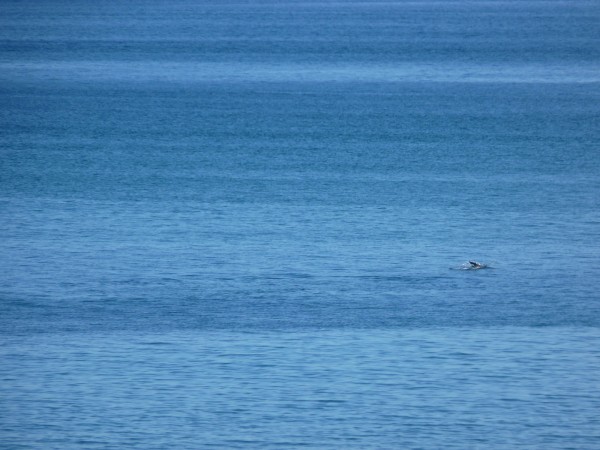 イルカの群れが現れるキララ多岐ビーチ