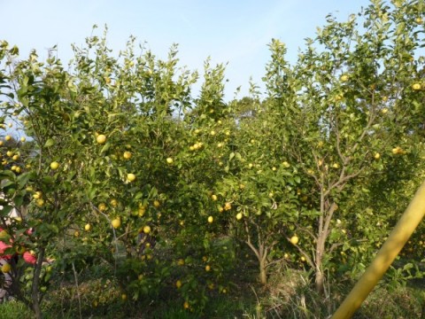 豊島レモンの畑。レモンがいっぱいなっています。