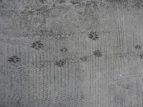 犬の足跡がコンクリートにつづいてる。