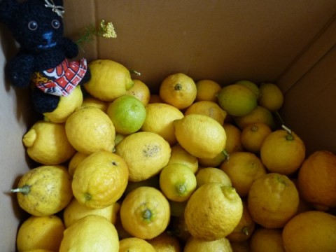 豊島の無農薬栽培レモンが箱いっぱい♪