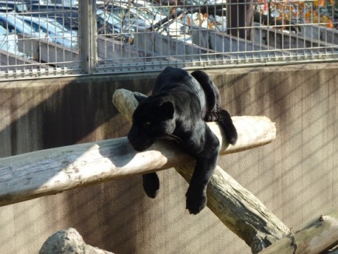 大きな黒い肉球の持ち主は王子動物園の黒ジャガー