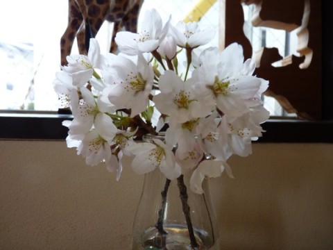 和知の道の駅和で買ってきた桜の花