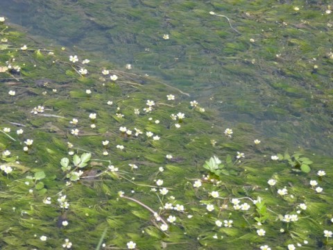 貴重な梅花藻の群生場所