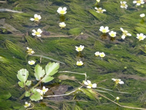 きれいな小川にだけ残る梅花藻