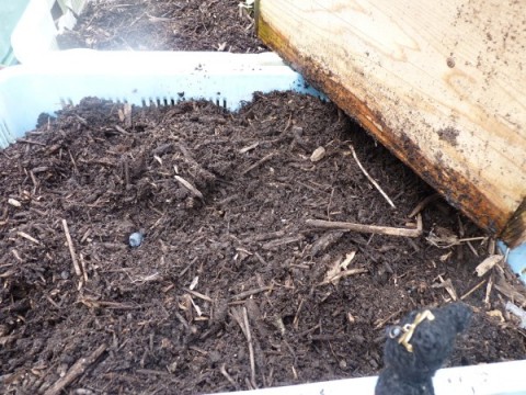 堆肥を作ってたらカブトムシが卵を産みにくるそうです