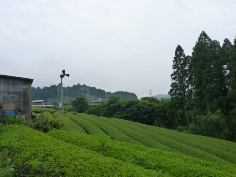 宇治田原の茶畑はいい眺め。