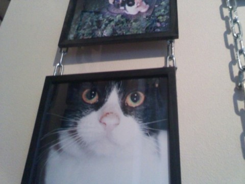 フラクタルネコ展:昼間光城さんの猫の写真