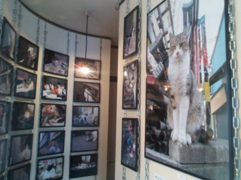 フラクタルネコ展:昼間光城さんの猫写真ウォール