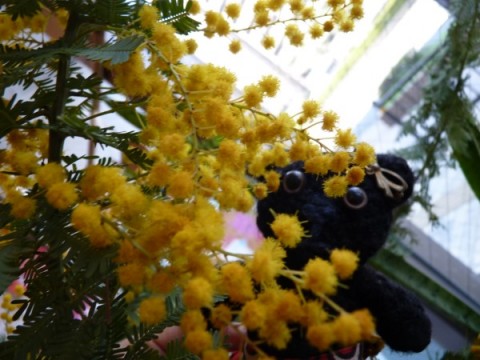 黄色いミモザの花は元気がでる色