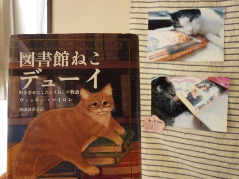 『ねこを読む』で読める本、図書館ねこデューイ&ミニ写真展『本と猫』チッチちゃんとビビくん