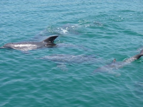能登島のイルカたちは船の近くを気持ちよさそうに泳いでます♪