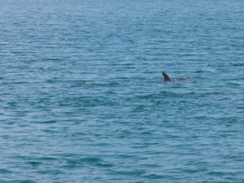 能登島のイルカの背びれが見えました！