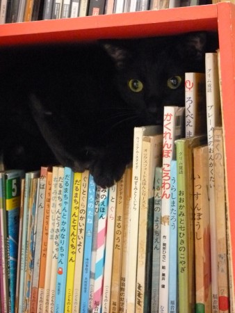 黒猫ピント9月のお休み、お伝え中。(本棚の本に隠れてこっそりと)