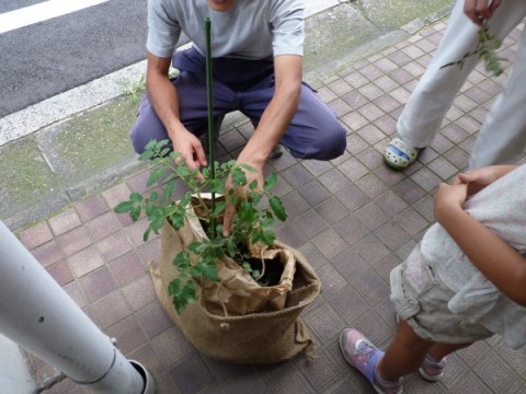 星野さんに栽培中の麻袋トマトをみてもらいました。
