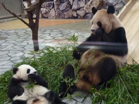 子パンダは仰向けに寝ながら笹を食べてます。