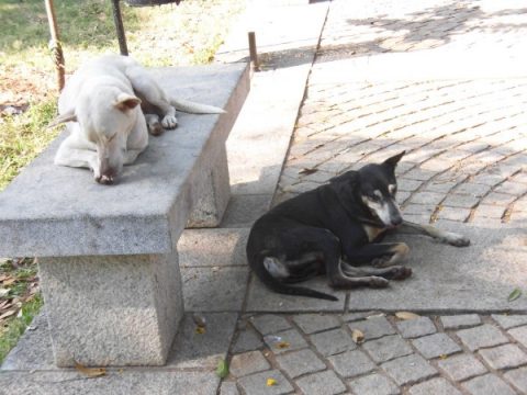 ポンディチェリーの公園で暑さをしのぐ犬たち