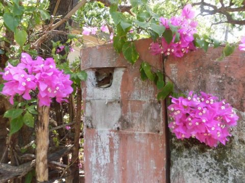 カラクシェートラではあちこちにブーゲンビリアが咲いています