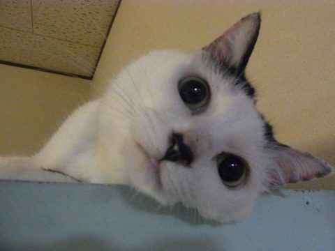 ぱっちりおめめの白黒猫スージャ