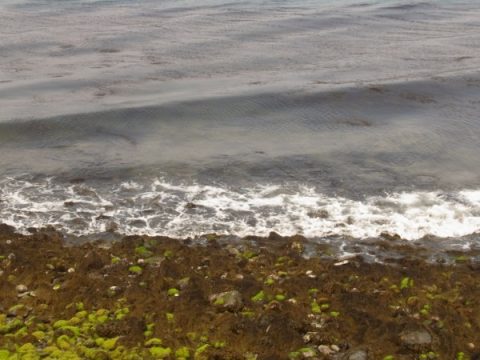 祝島の海岸に生える海藻