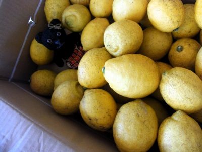 大崎上島の無農薬栽培レモンはいい香り!