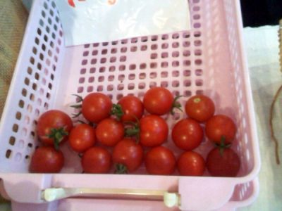 9月のスワンナイトマーケット、星野さんのトマトが穫れました♪
