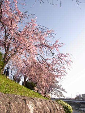 鴨川ベリの桜
