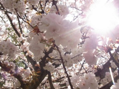 日差しと桜