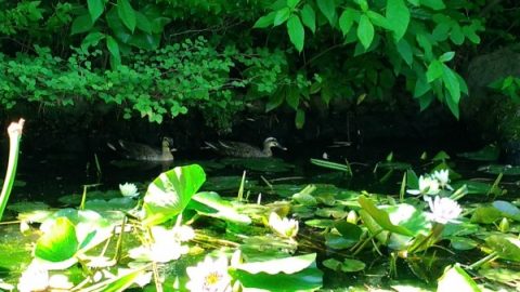 久保惣記念美術館の蓮池の鴨